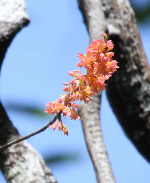 Imagem de Dendrobium faciferum J. J. Sm.