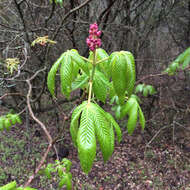 Image of <i>Aesculus <i>pavia</i></i> var. pavia