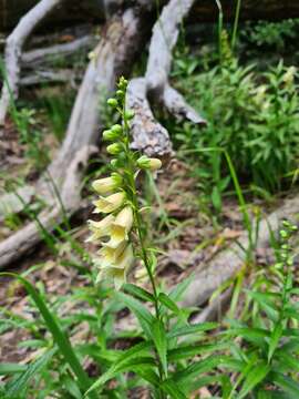 Imagem de Digitalis ciliata Trautv.