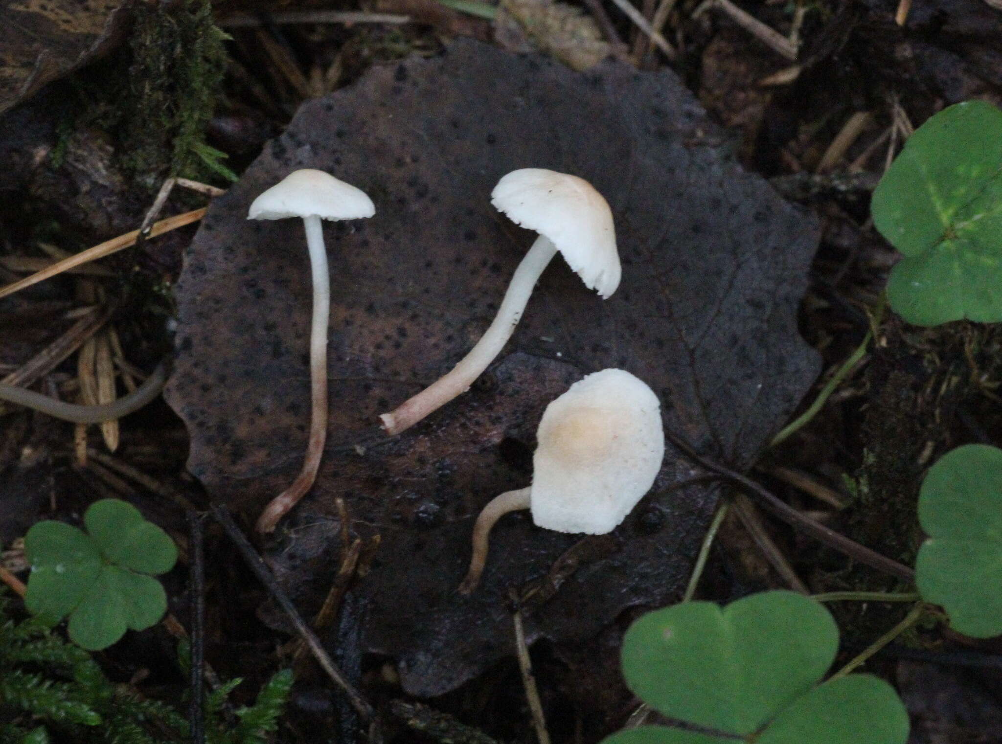 Image of Cystolepiota seminuda (Lasch) Bon 1976