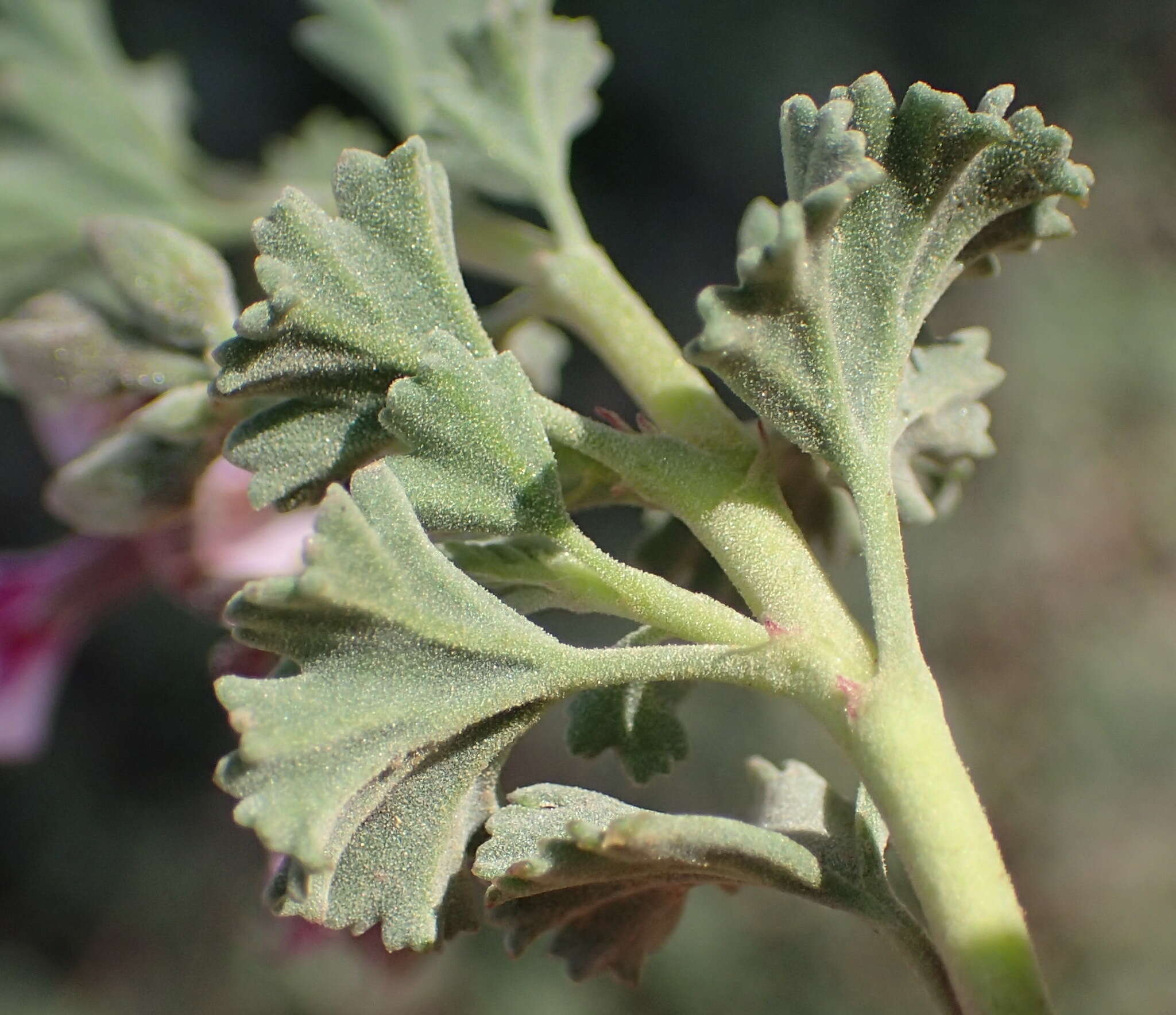 Imagem de Pelargonium exstipulatum (Cav.) L'Her.