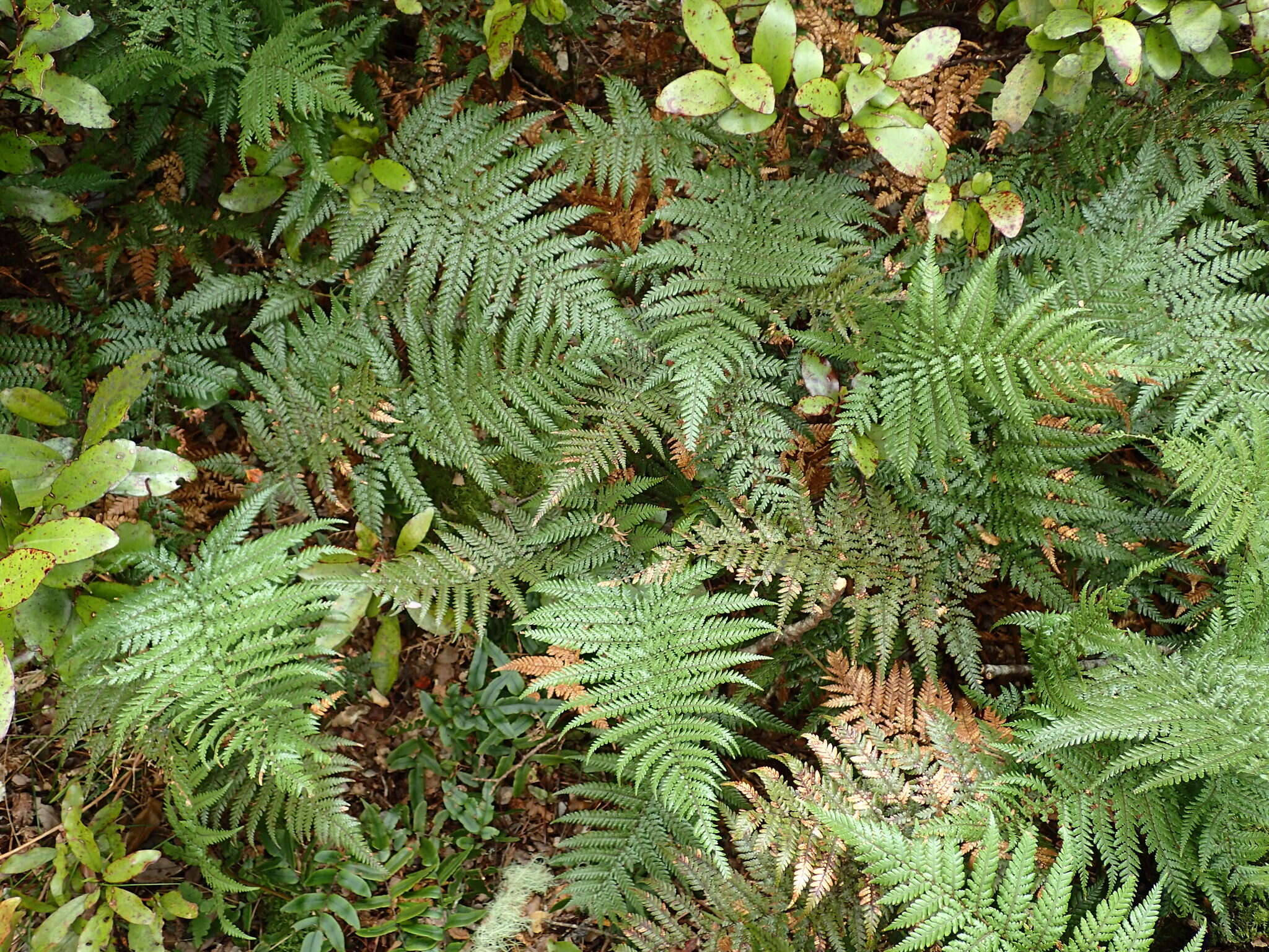 Image of Dicksonia lanata subsp. lanata