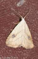 Image of Spotted Grass Moth