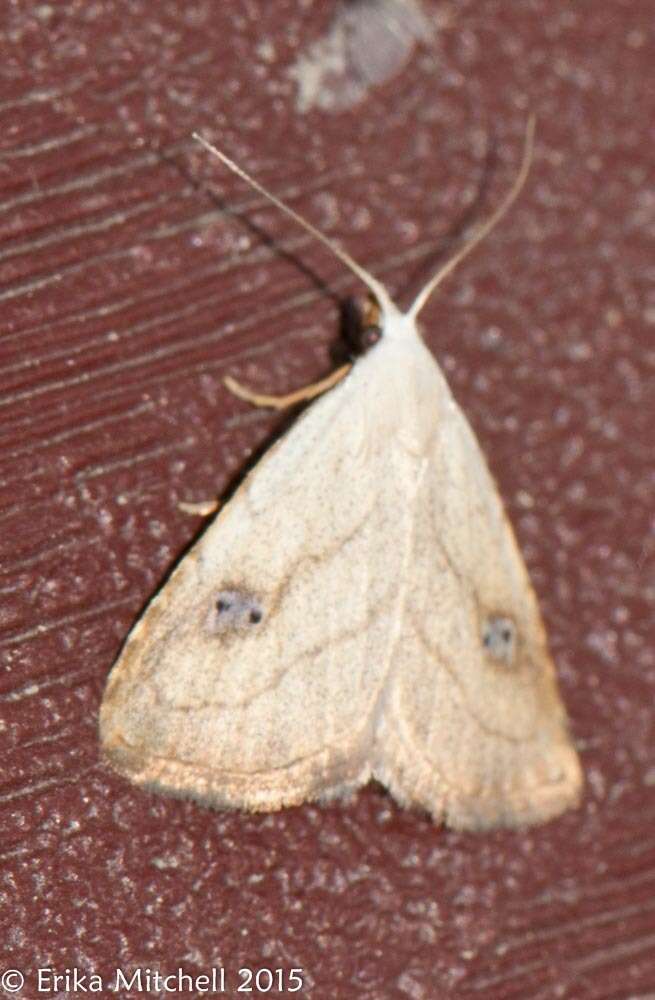 Image of Spotted Grass Moth