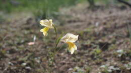 Image de Gladiolus carinatus subsp. carinatus