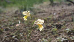 Image of Gladiolus carinatus subsp. carinatus