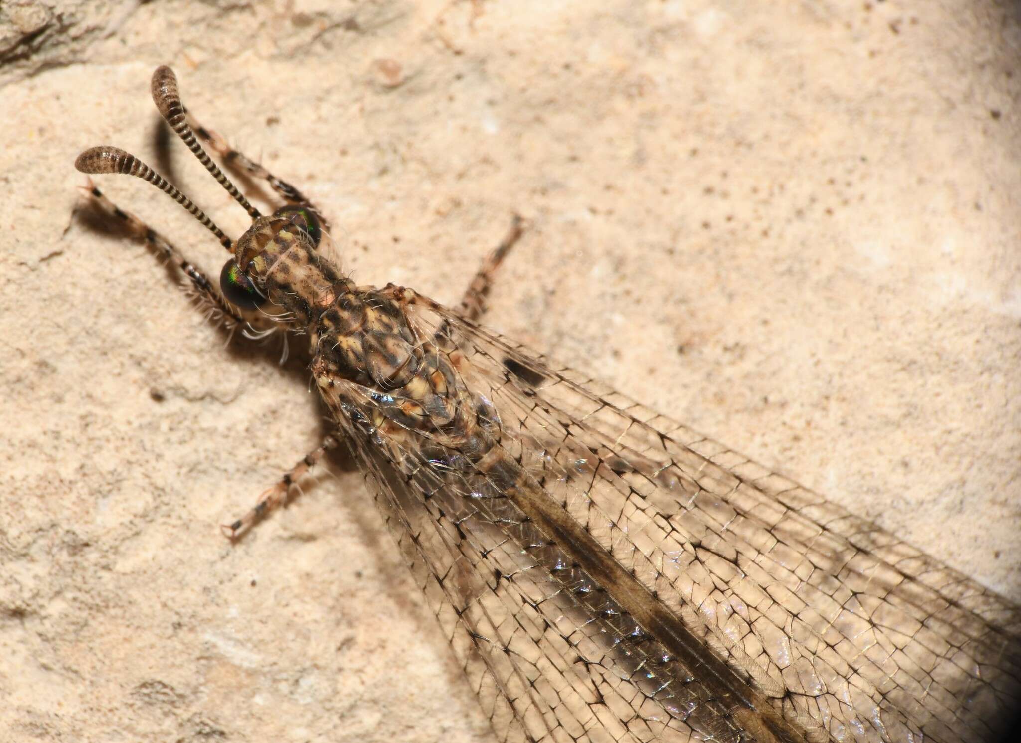 Image of Peruveleon dorsalis (Banks 1903)