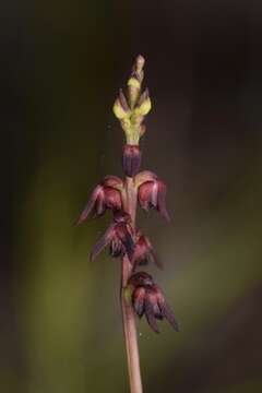 Image of Genoplesium rufum (R. Br.) D. L. Jones & M. A. Clem.