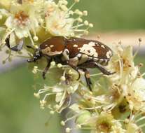 Image de Glycyphana (Glycyphaniola) darwinensis Bacchus 1974