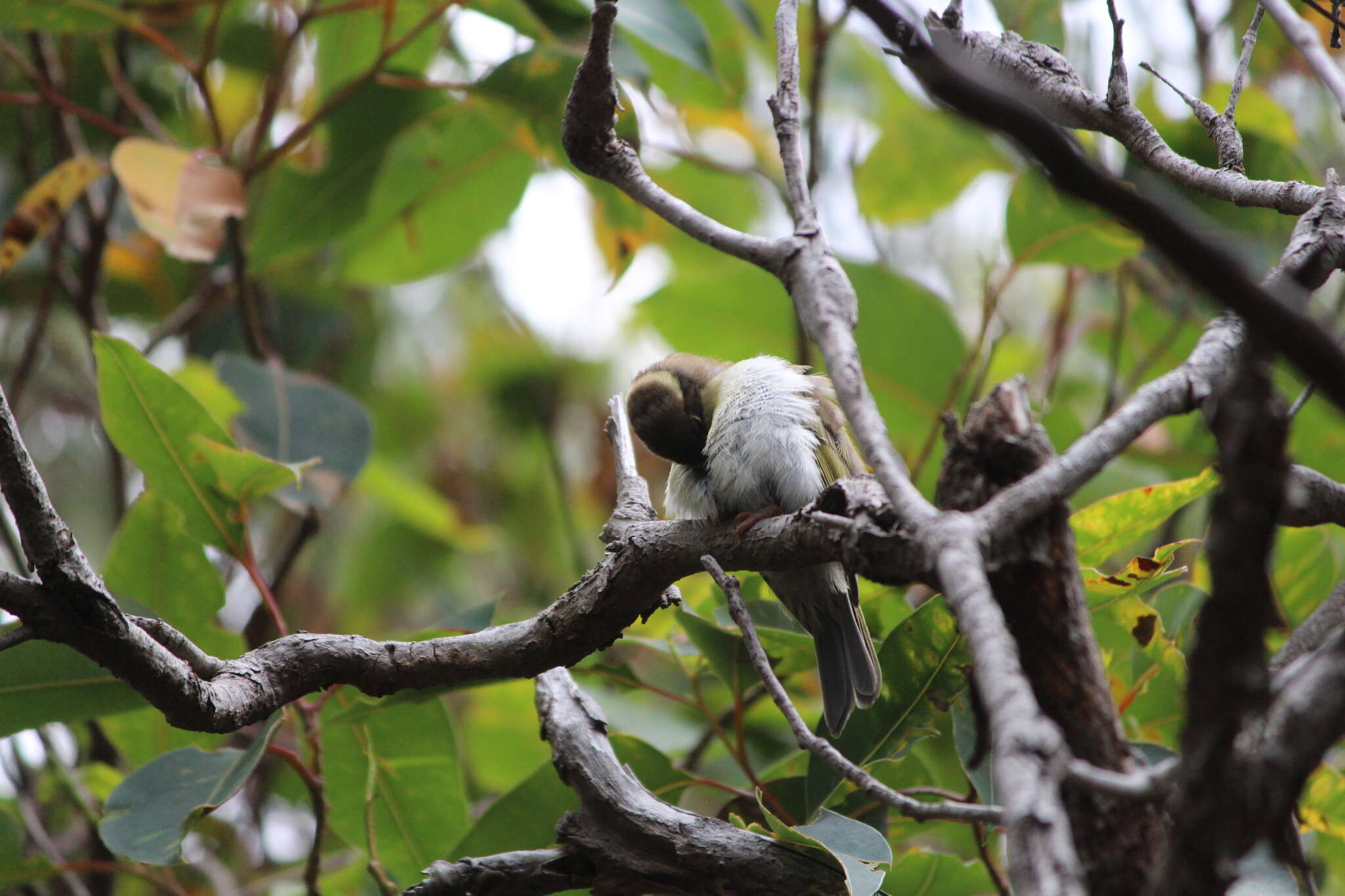 Image of Gilbert's Honeyeater