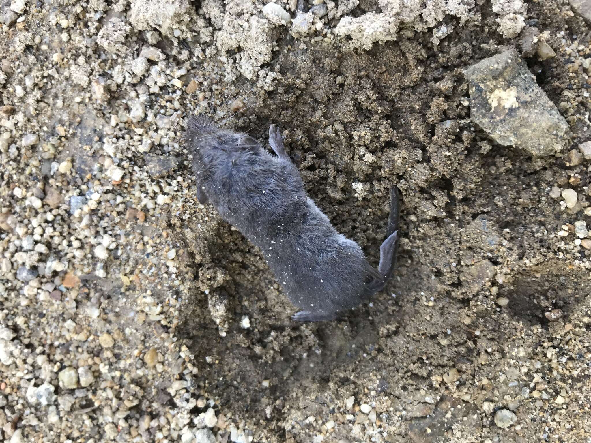 Image of Asian Lesser White-toothed Shrew