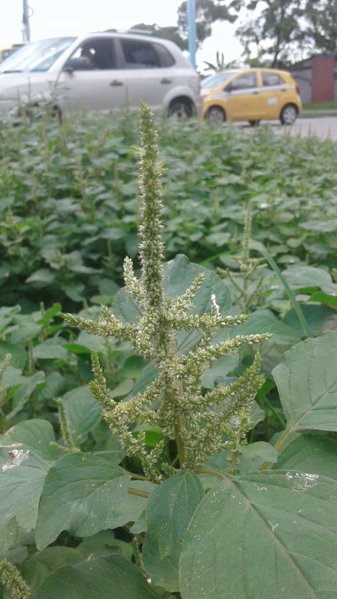 Amaranthus dubius Mart. resmi