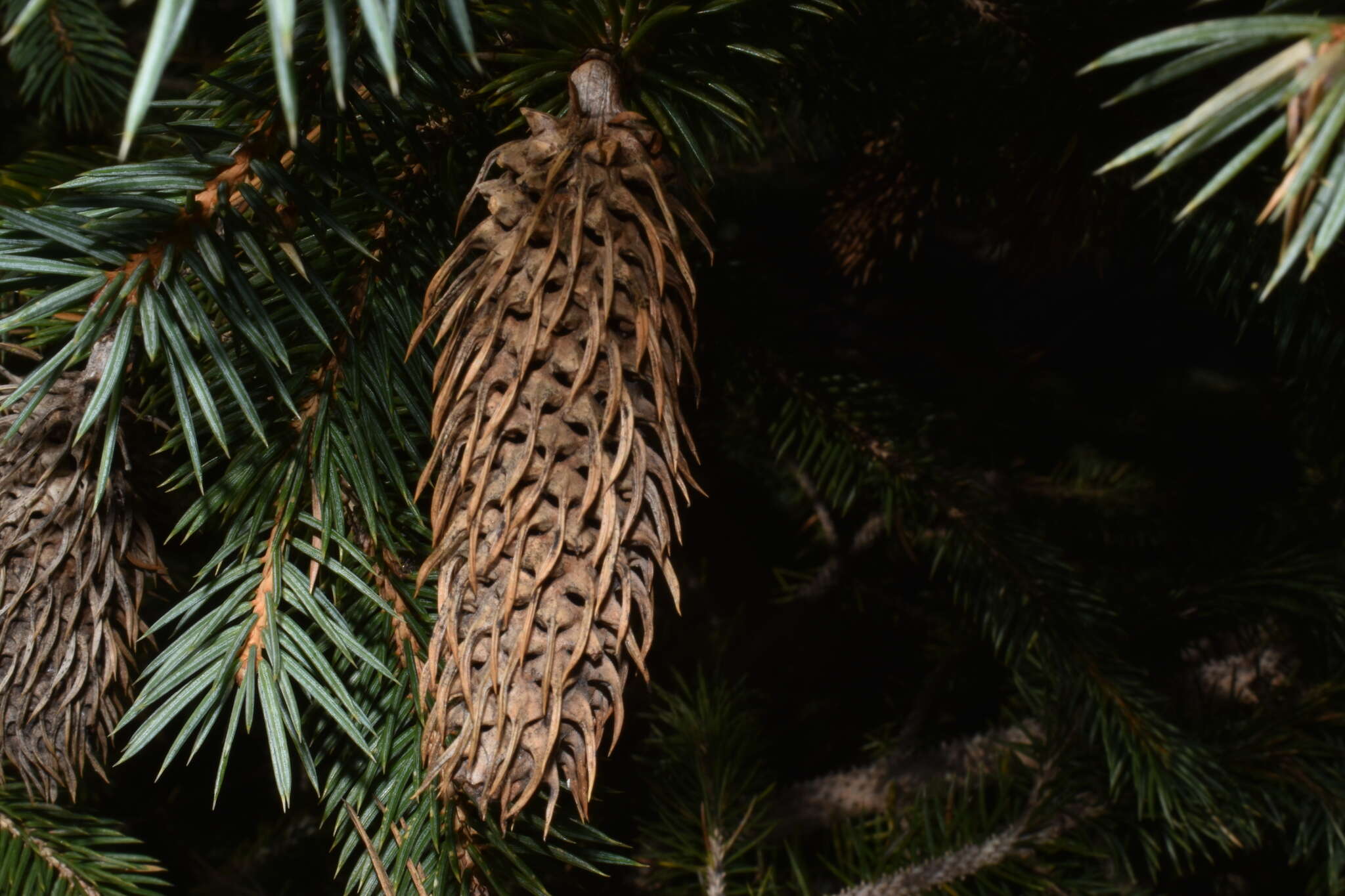 Image of Chihuahua Spruce