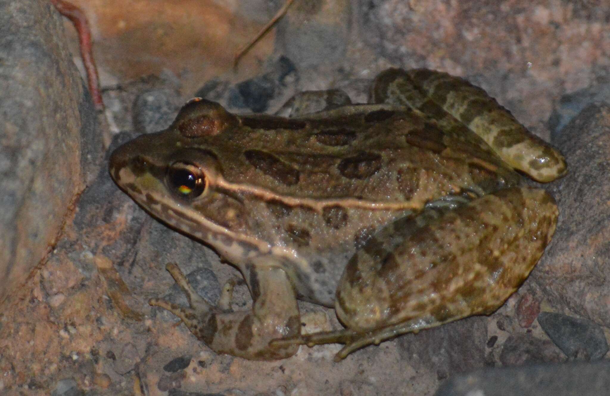 Image of Lowland Leopard Frog