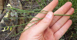 Imagem de Astragalus cusickii A. Gray