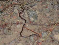 Image of Western Blind Snake