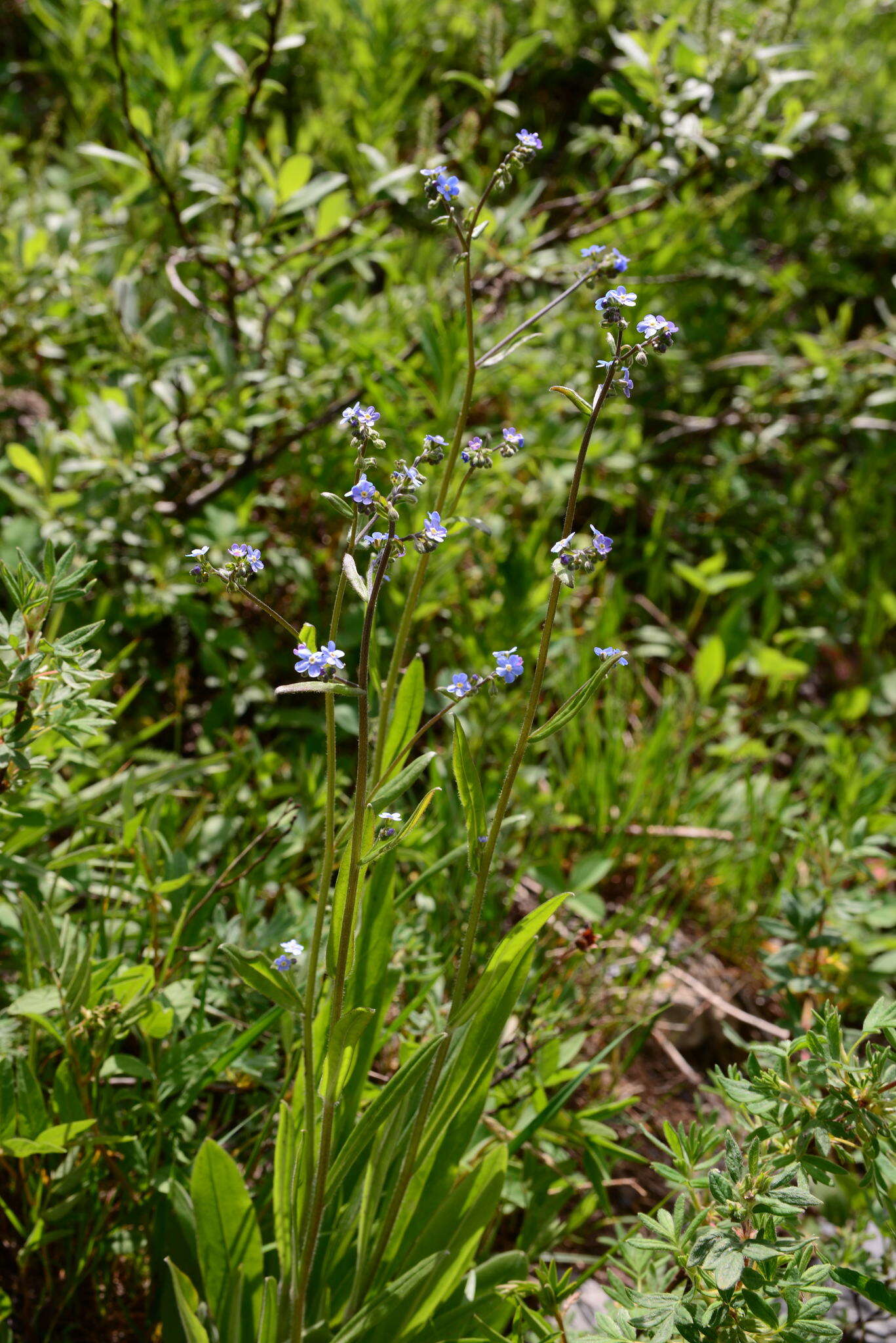 Image de hackélia bleu