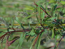 Image of Sachalin Willow