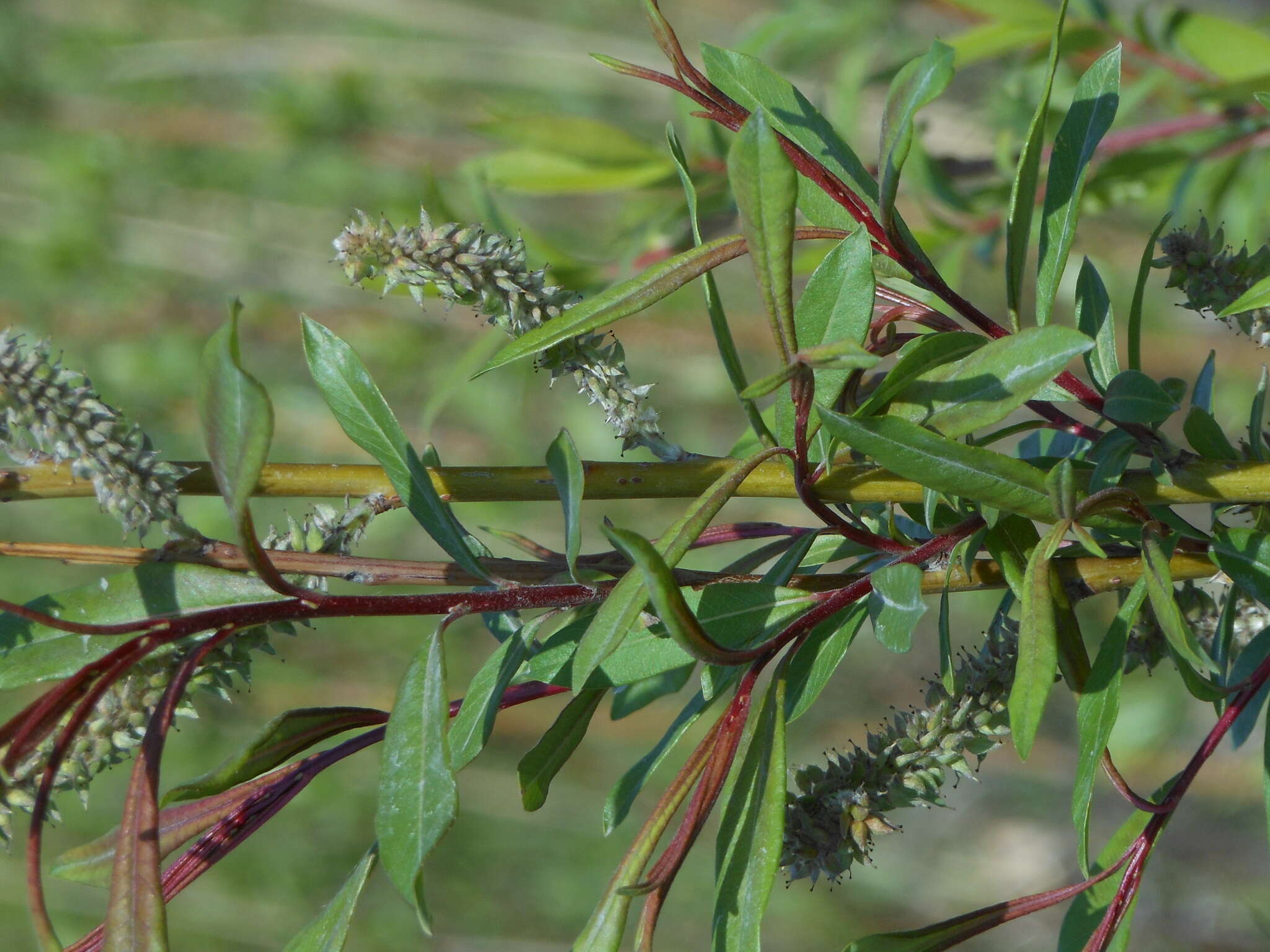 Image of Sachalin Willow