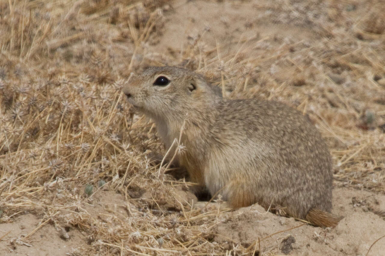 Image of Great Basin Ground Squirrel