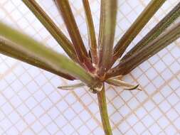 Sivun Scandix australis L. kuva