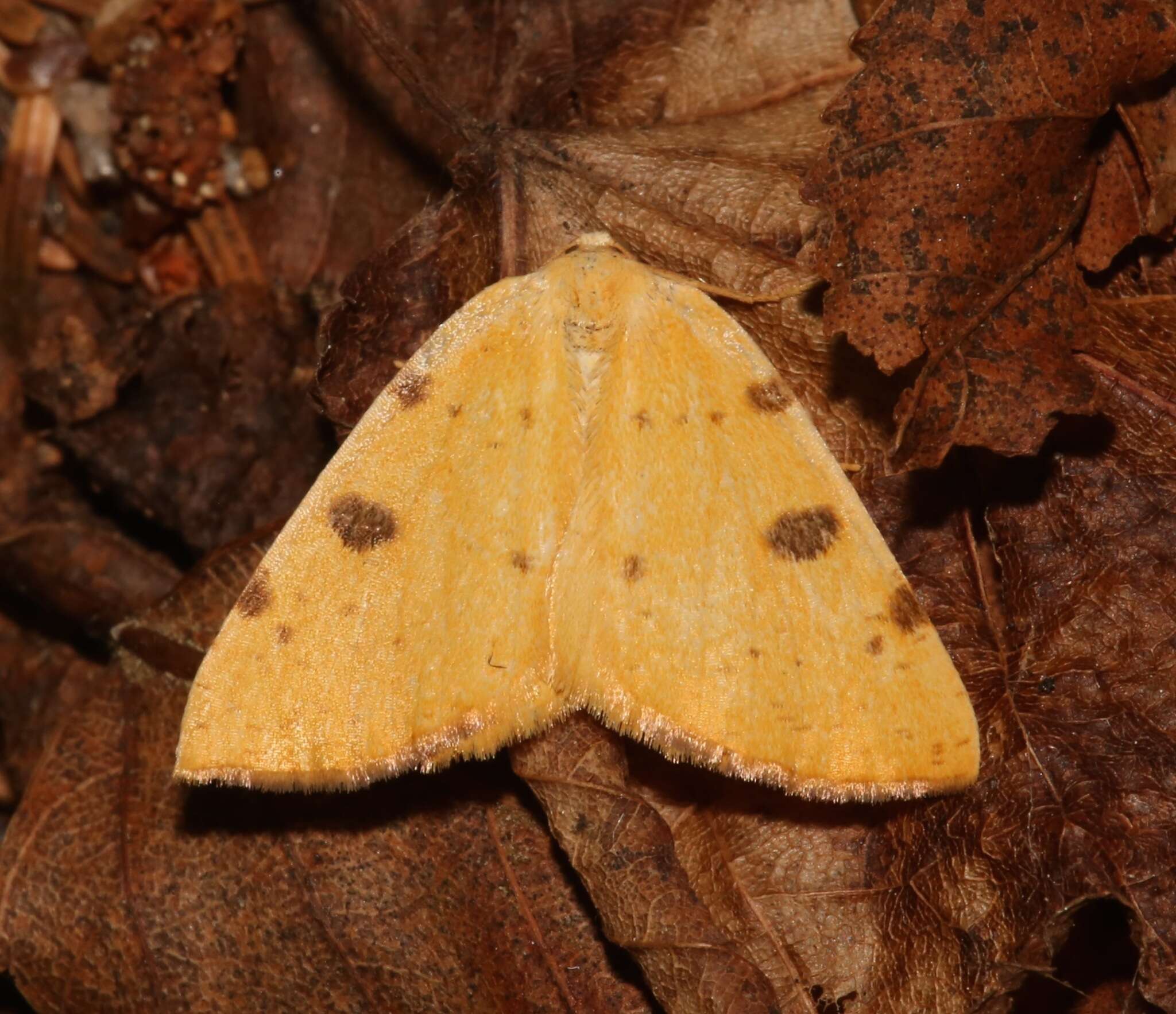 Image of Sulphur Moth