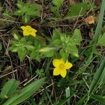 Image of Lysimachia grammica Hance