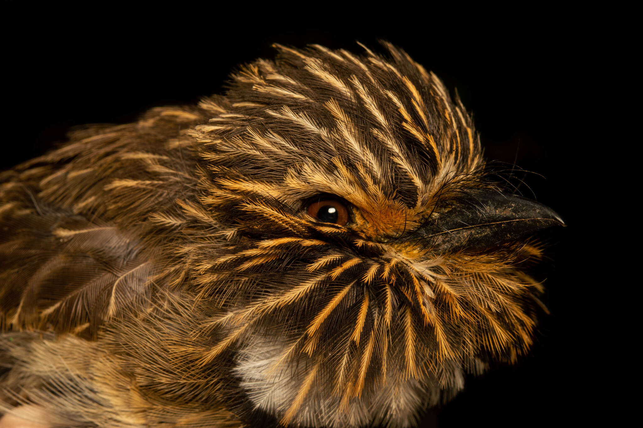 Image of Malacoptila striata striata (Spix 1824)