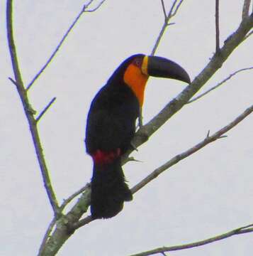 Image of Channel-billed Toucan