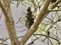 Image of Banksia seminuda (A. S. George) B. L. Rye