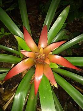 Image of Nidularium procerum Lindm.