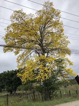 Image of Handroanthus umbellatus (Sond.) Mattos