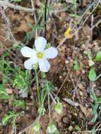 Image of mountain sandwort