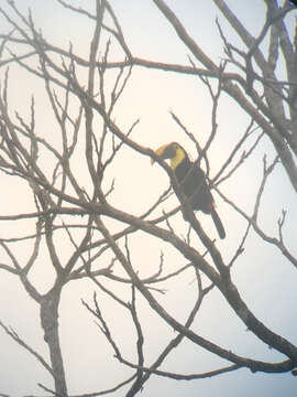 Plancia ëd Ramphastos ambiguus Swainson 1823