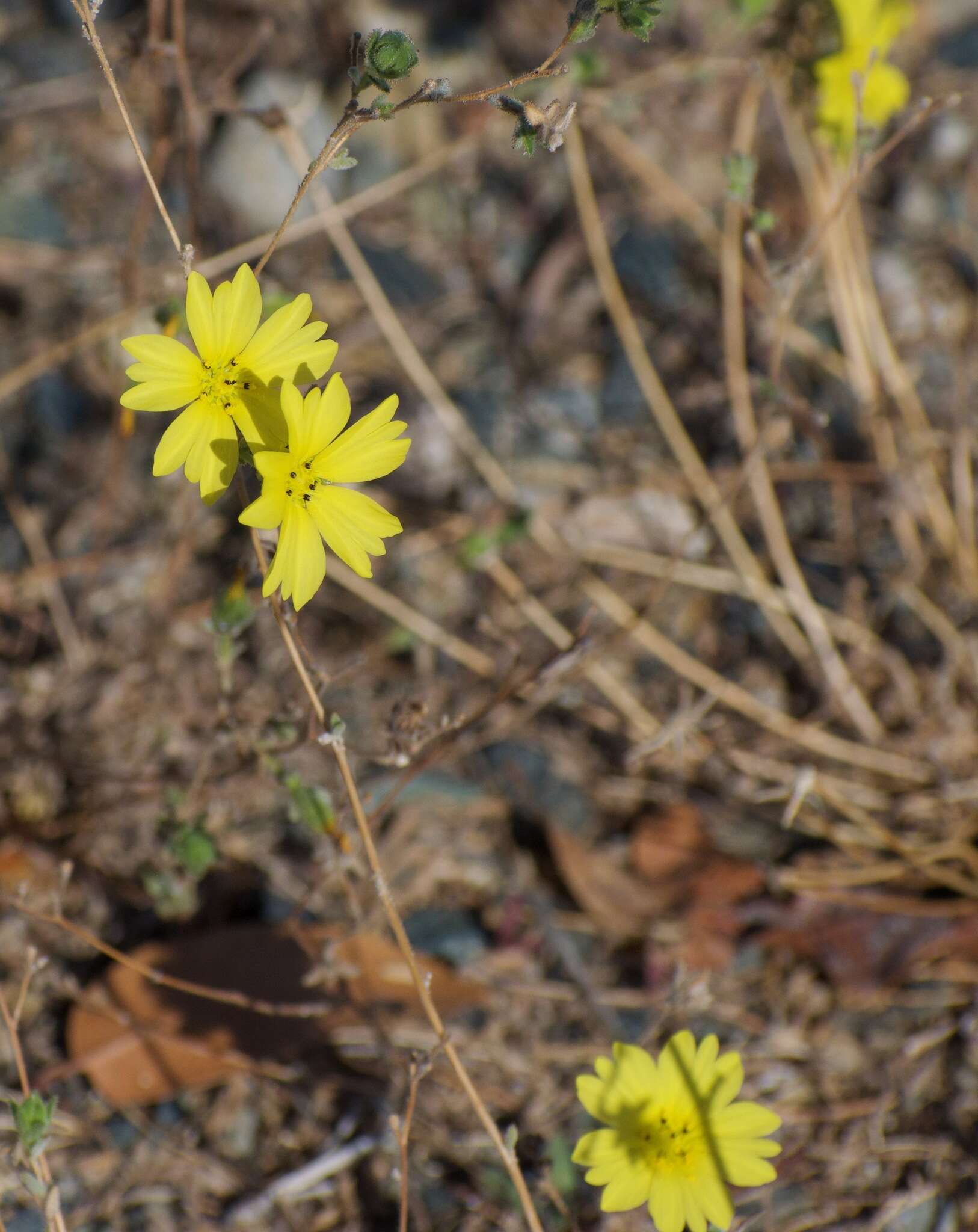 Слика од Lagophylla glandulosa A. Gray