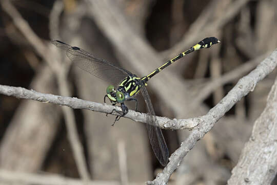 Image of Austroepigomphus Fraser 1953