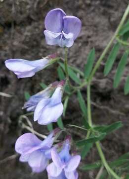 Sivun Vicia andicola Kunth kuva