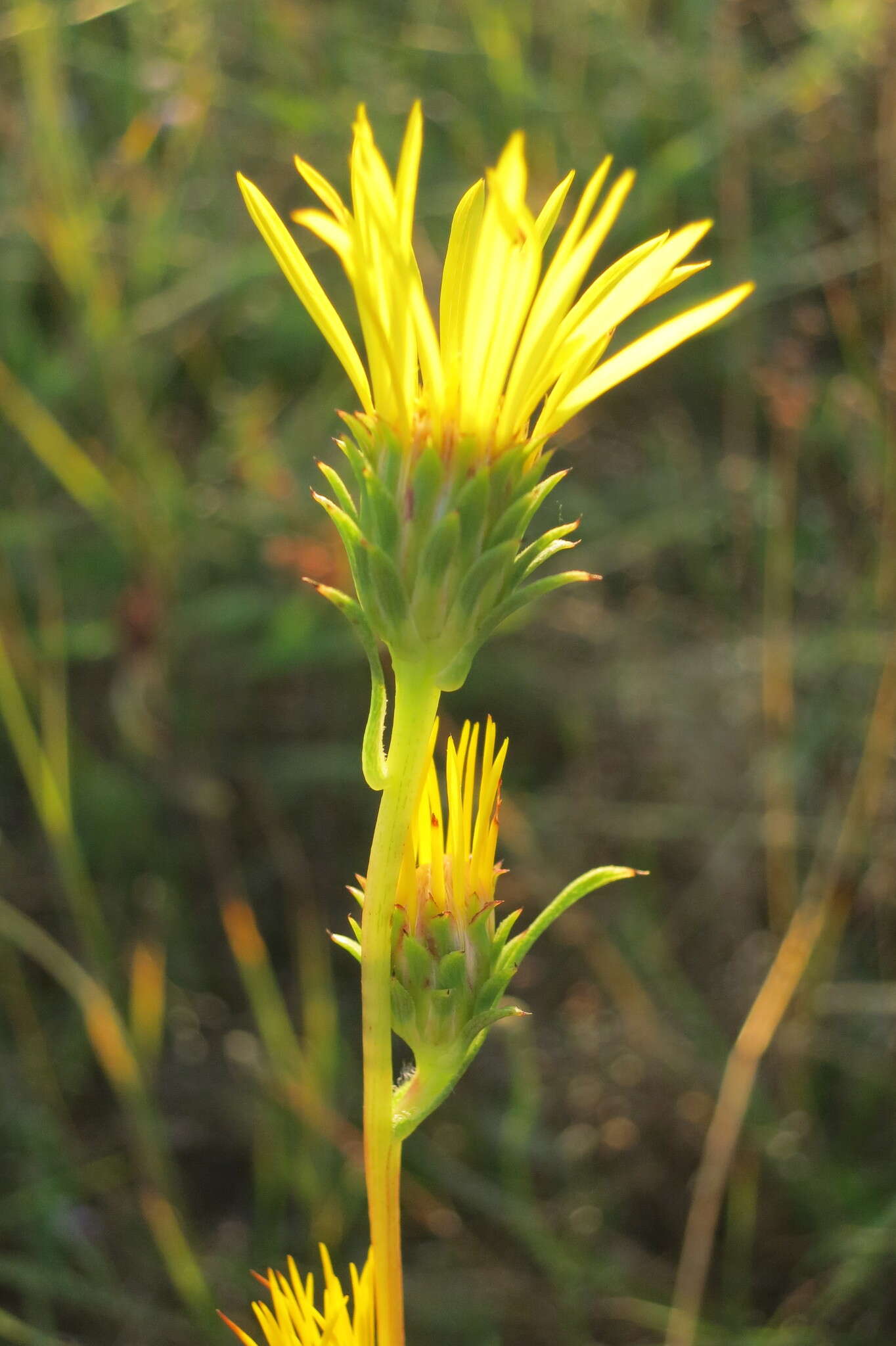 Imagem de <i>Pyrrocoma <i>racemosa</i></i> var. racemosa