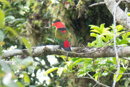 Plancia ëd Lorius lory (Linnaeus 1758)