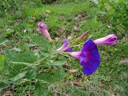 Ipomoea tacambarensis E. Carranza的圖片