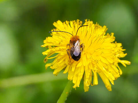 Image of Eucera longicornis (Linnaeus 1758)