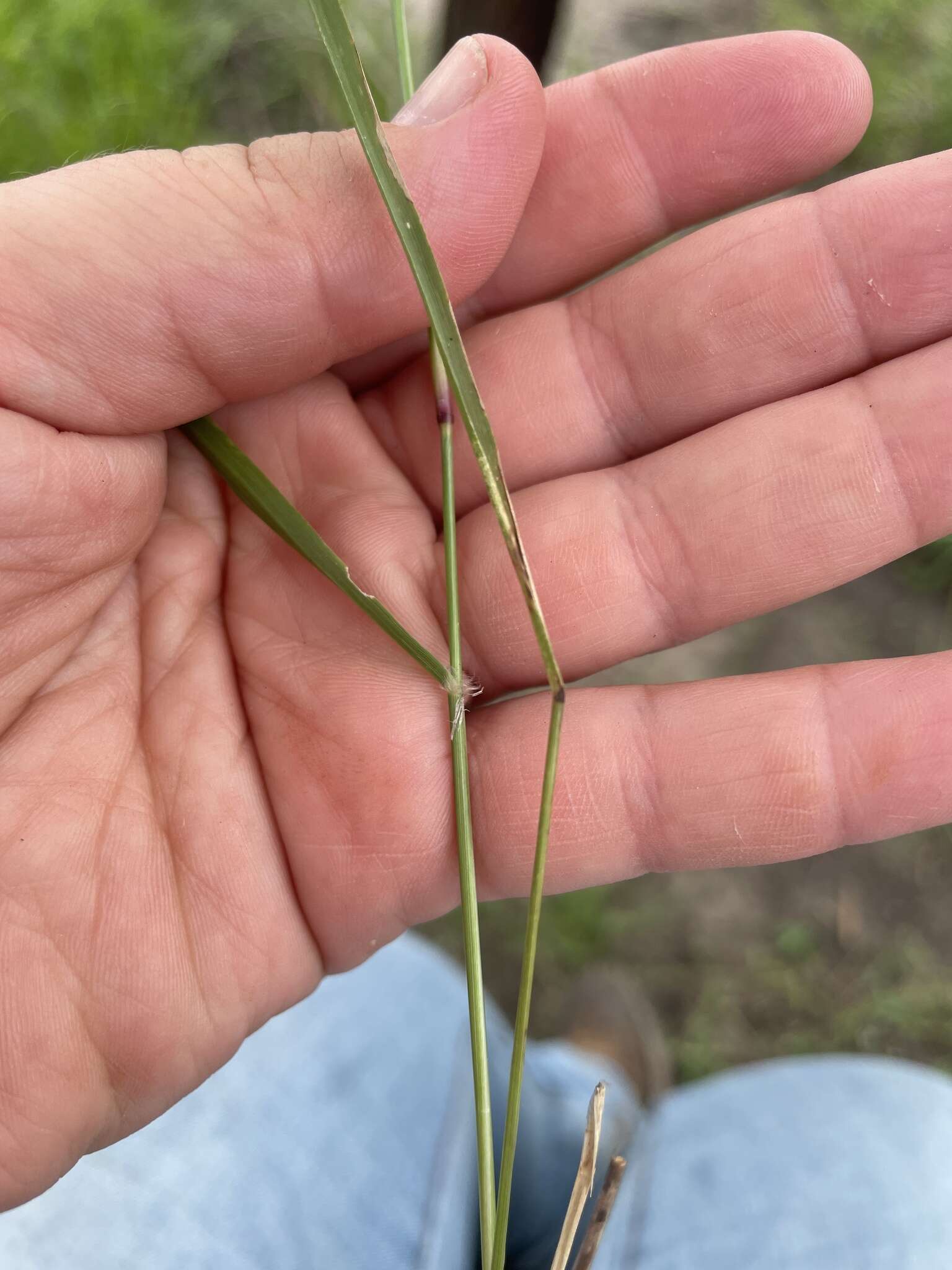 Image of pink pappusgrass