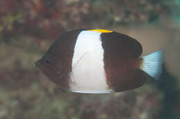 Image of Black Pyramid Butterflyfish