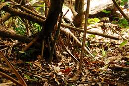 Image of Pandanus mayotteensis H. St. John