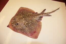 Image of Thornback skate