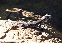 Image of Etheridge's Lava Lizard