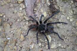 Image of Acanthoscurria paulensis Mello-Leitão 1923