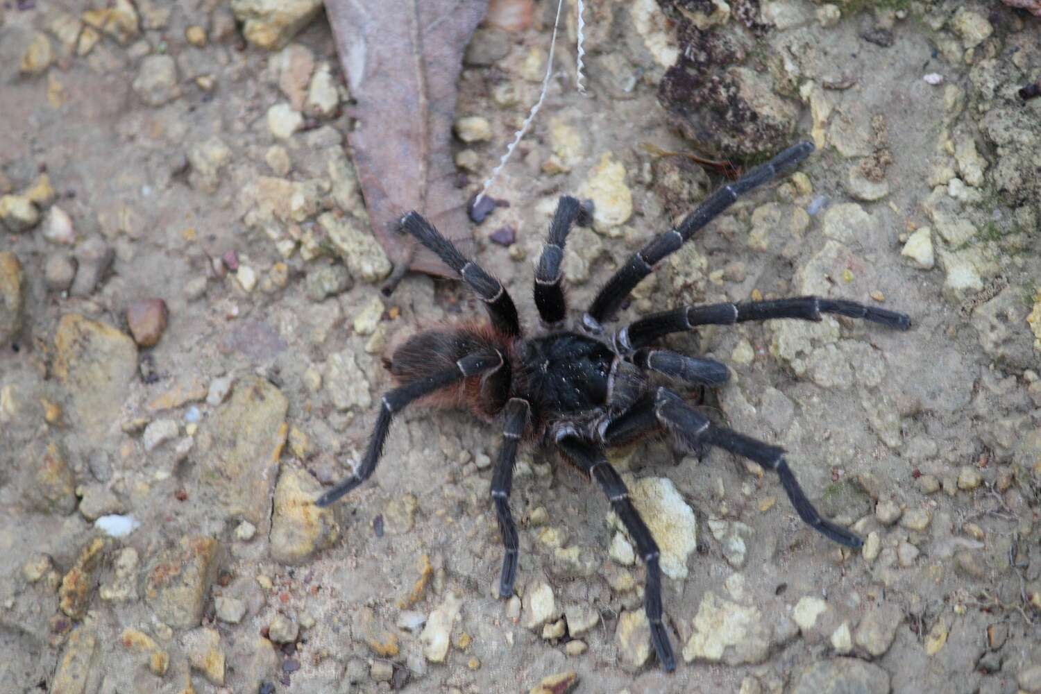 Image of Acanthoscurria paulensis Mello-Leitão 1923