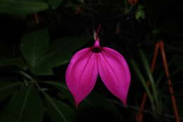 Image de Masdevallia coccinea Linden ex Lindl.