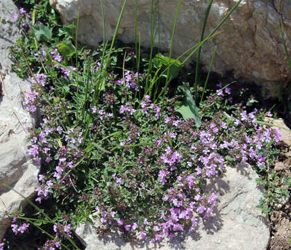 Sivun Thymus nummularius M. Bieb. kuva